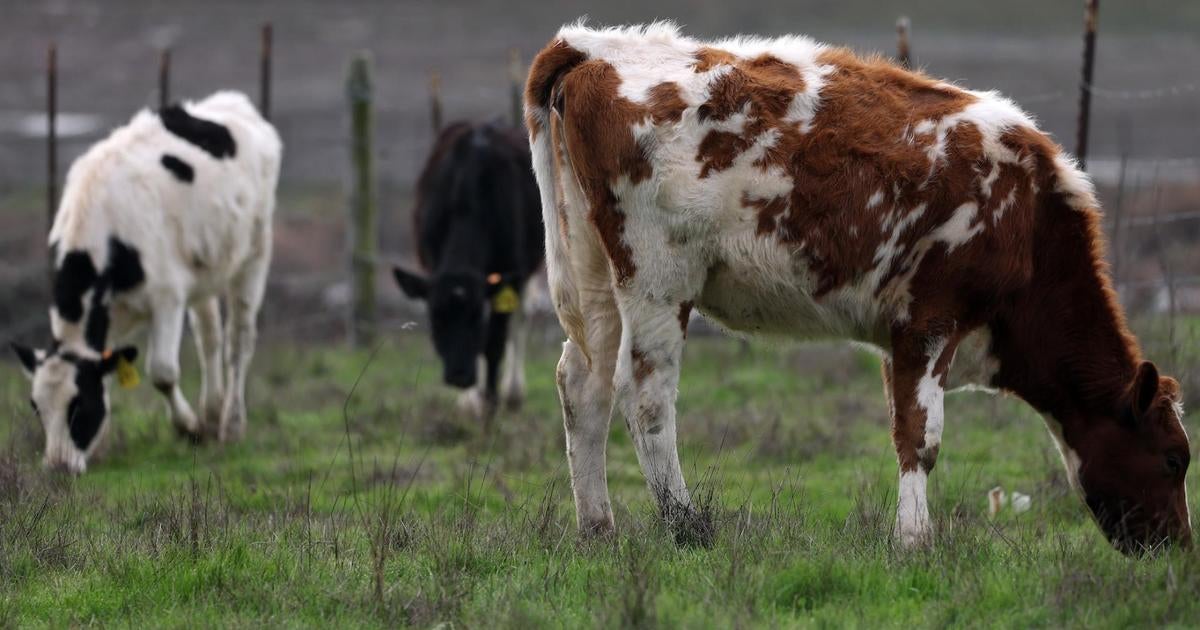 Why the new bird flu strain in cows is concerning