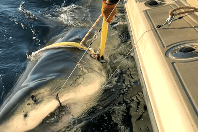 Largest Great White Shark Ever Found
