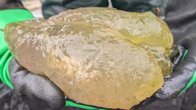 clear yellowish blob held by wildlife crew 