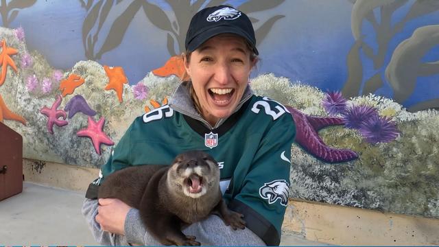 Discovery Kingdom otter Super Bowl prediction 