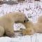 Locals fight to keep polar bear hot-spot alive