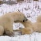 Locals fight to keep polar bear hot-spot alive