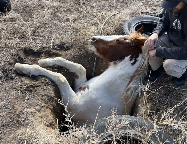 pueblo-horse-rescue6.jpg 