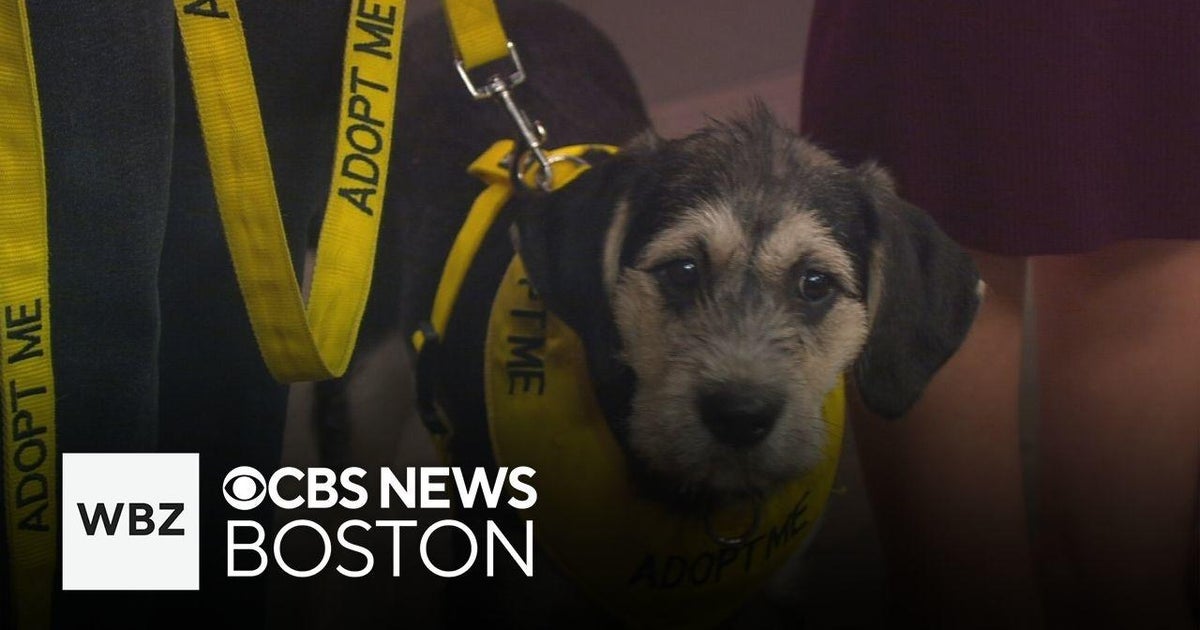 Puppies available for adoption through Shultz’s Guest House in Dedham