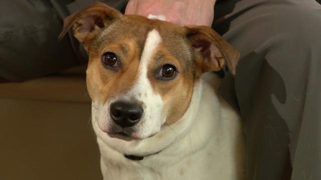 7am-pkg-serenity-kennels-wcco72d7.jpg 