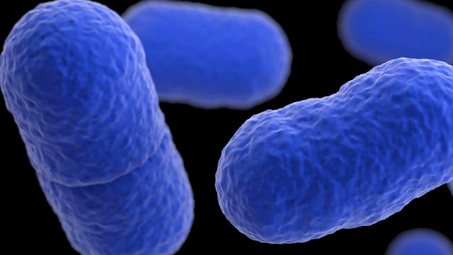 Listeria Death 