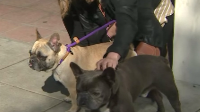 pasadena-humane-french-bulldogs.png 