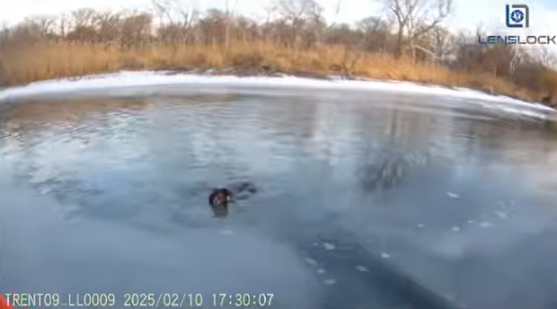 dog swimming in icy waters in park 