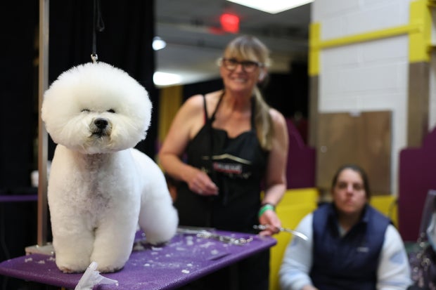 Bichon Frisé se prepara nos bastidores durante o grupo anual de shows do Westminster Kennel Club para julgar no Madison Square Garden