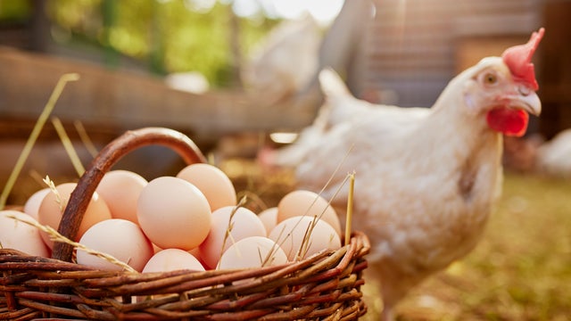 farmer holding goat with eggs in chicken eco farm, free range chicken farm