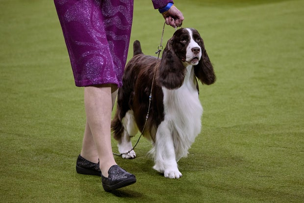 Westminster Dog Show