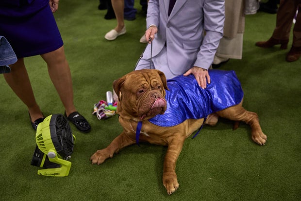 Westminster Dog Show