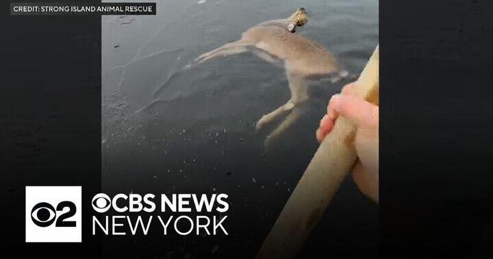 Deer saved in daring ice rescue on Long Island - CBS New York