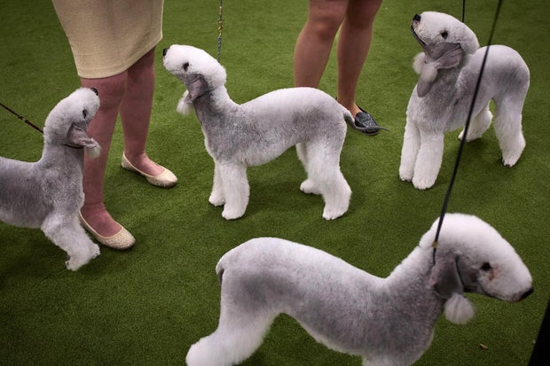 Westminster Dog Show