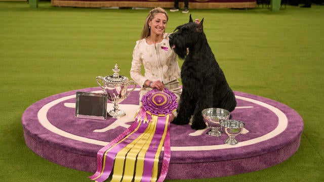 Westminster Dog Show 