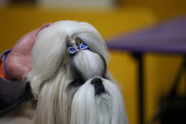 Comete o Shih Tzu, vencedor do primeiro lugar do grupo Toys, durante o 149º show anual do Westminster Kennel Club Dogs.