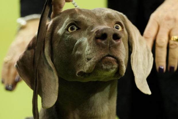 Dog dos EUA-Life-Animal