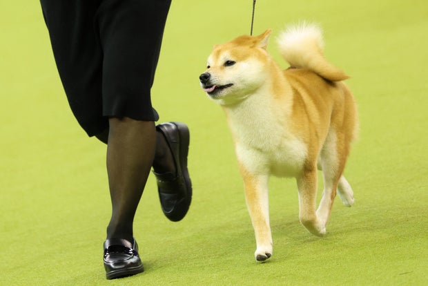 Dog dos EUA-Life-Animal