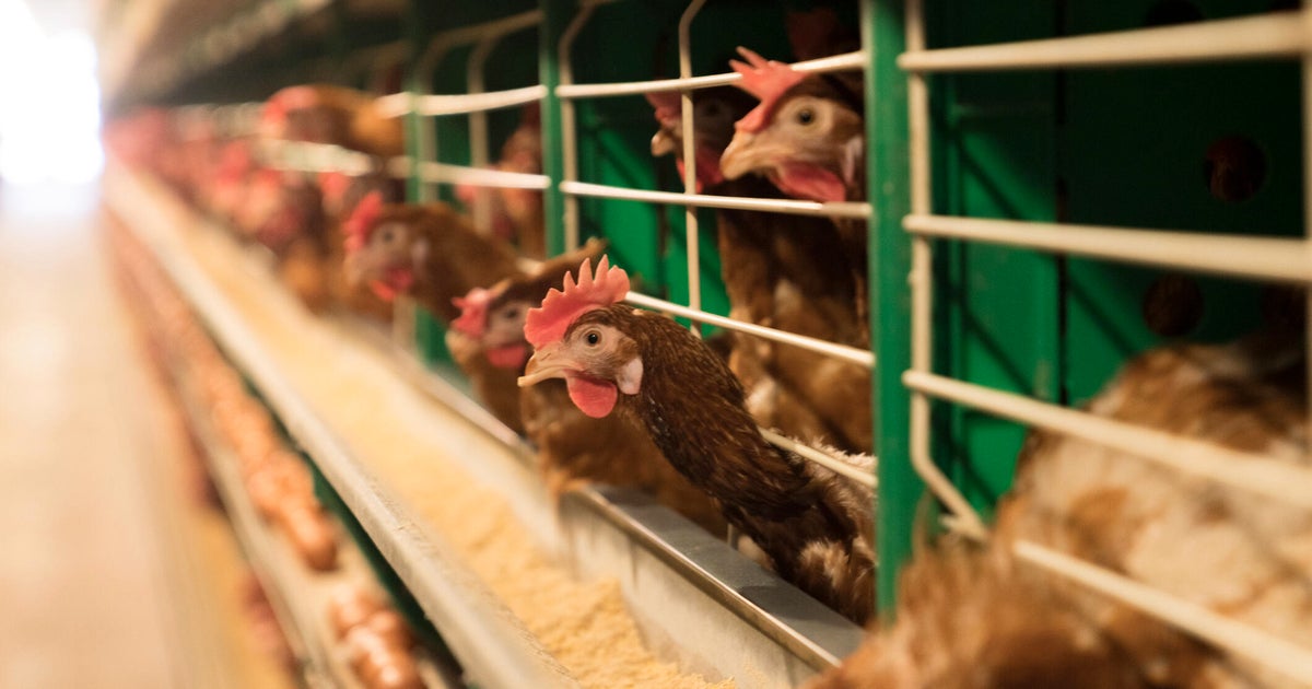 What to know about bird flu in 2025, from how it’s spread to symptoms and egg impacts What to know about bird flu in 2025, from how it’s spread to symptoms and egg impacts