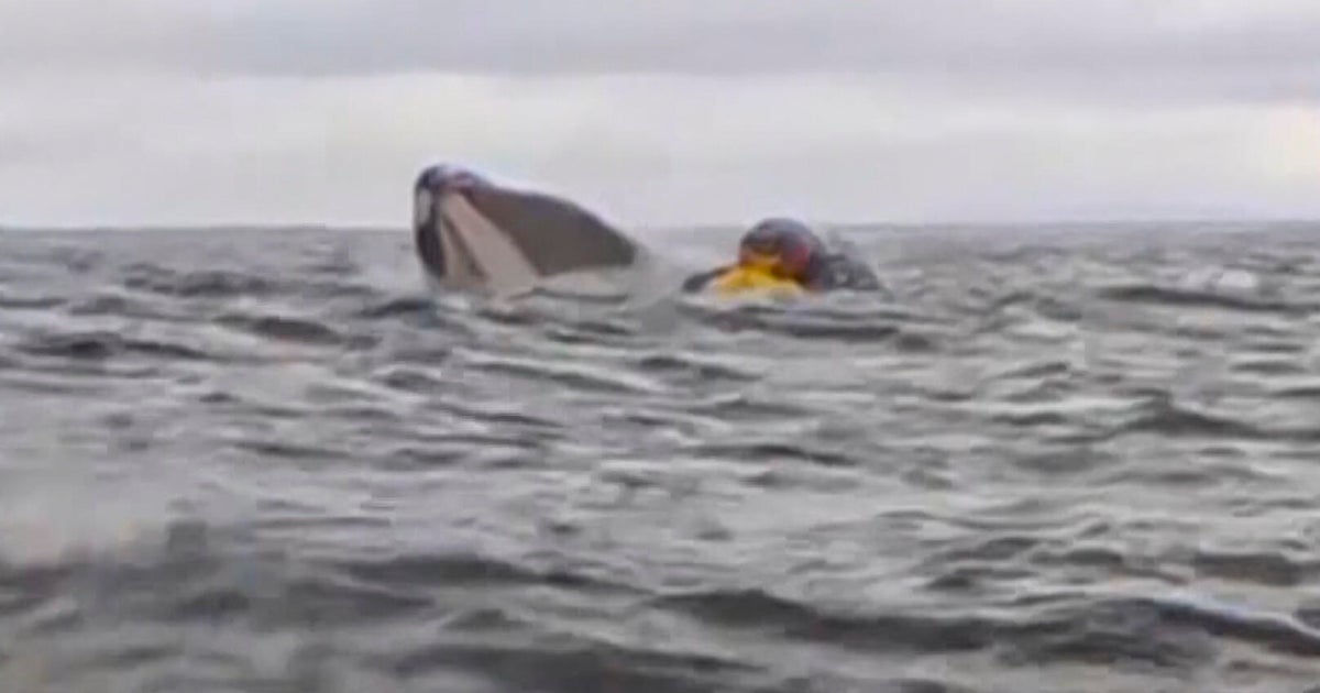 Balina kayıkçıları yutar ve onu tükürür – ve hepsi videoda yakalandı: “Öldüğümü sanıyordum”