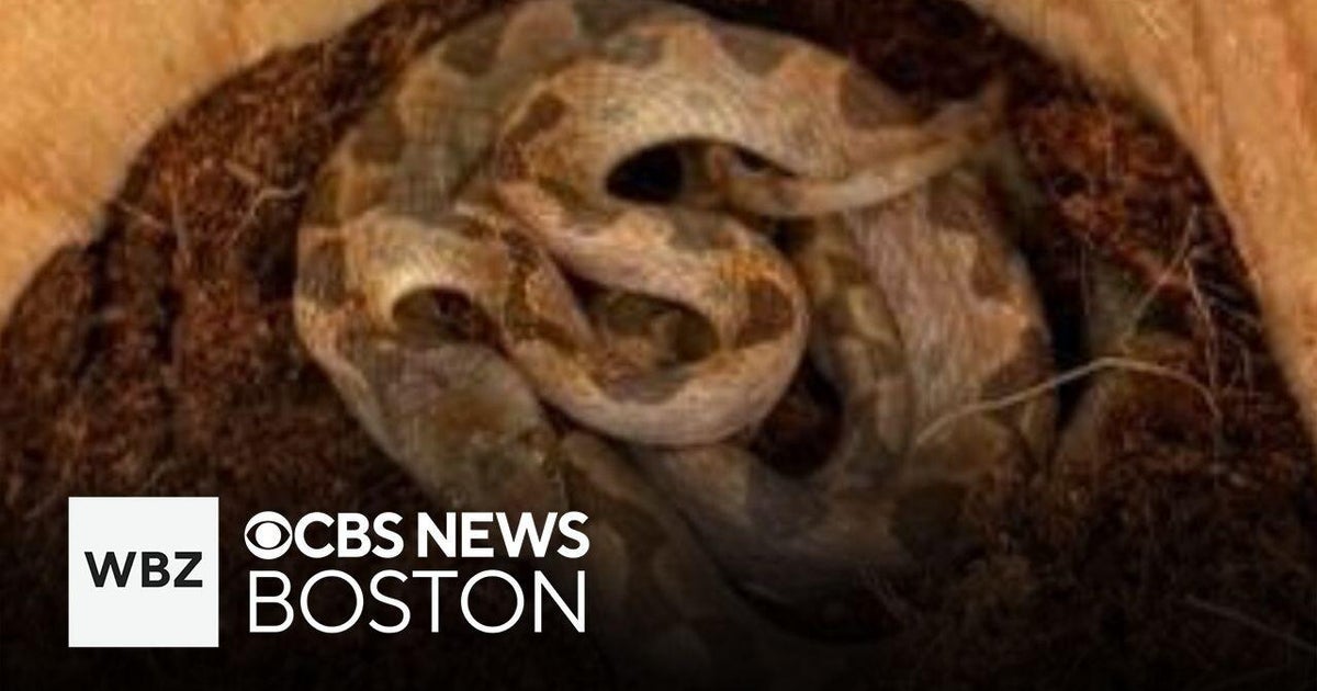 New Hampshire Market Basket employee finds snake in banana shipment