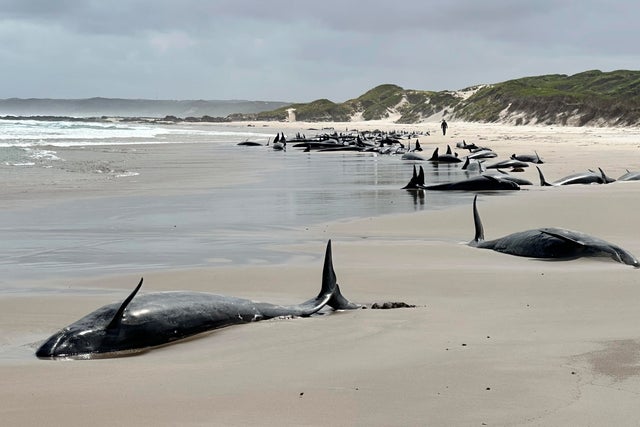 Australia Stranded Whales 