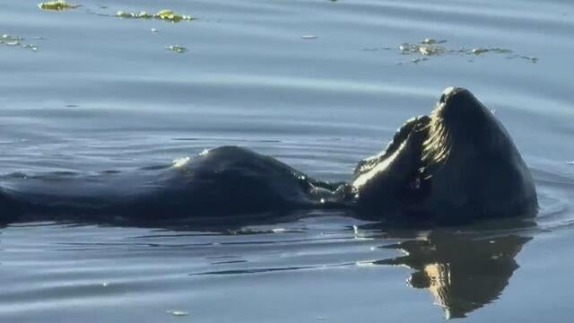 Elkhorn Slough sea otter 