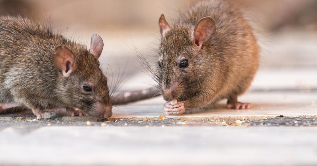 Boston hopes to curb rat problem with new technology 