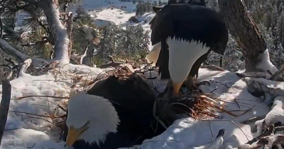 Webcam follows bald eagle couple's epic love story