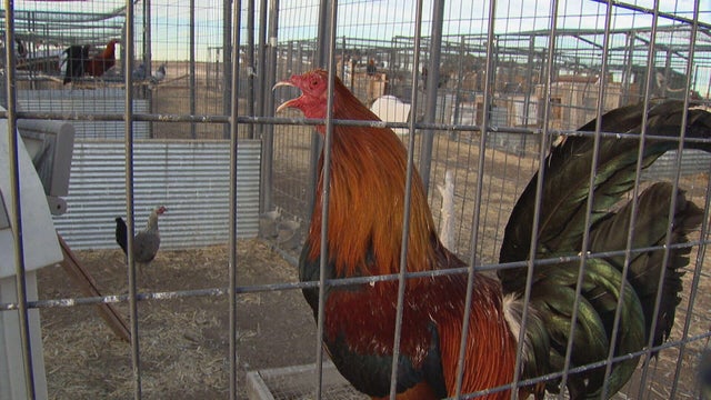 bennett-rooster-returns-10pkg-transfer-frame-2911.jpg 