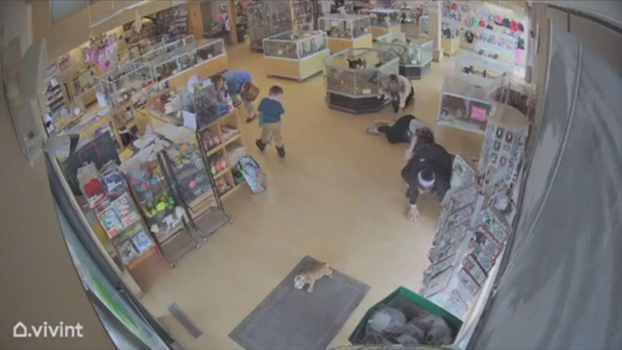 Video shows thieves stage distraction, steal bulldog puppies from ...