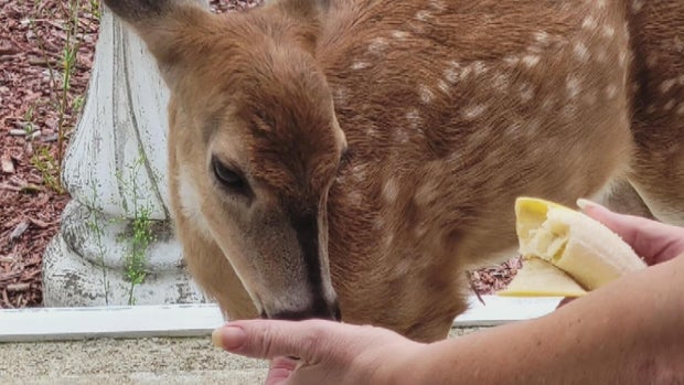 kdka baby the deer 