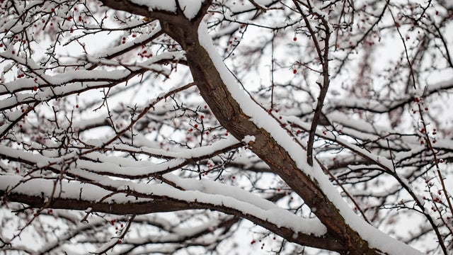 Snow on Tree 