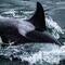 Killer whales caught on video in rarely seen bird hunt off Seattle