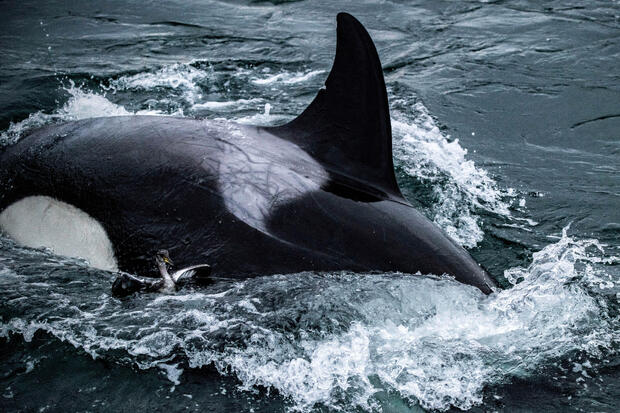 Seattle Killer Whales