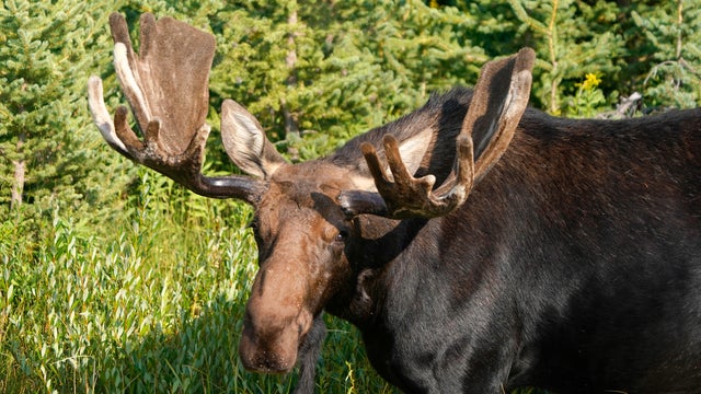 Wyoming's Grand Teton National Park