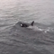 Pod of Bigg's killer whales caught on video in rarely seen bird hunt off Seattle