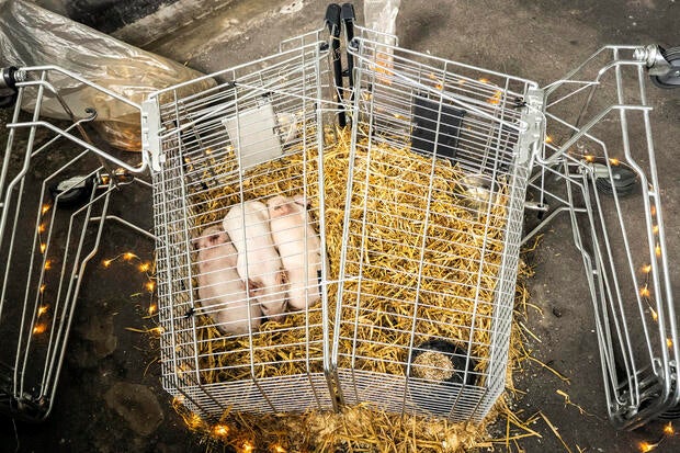 Denmark Exhibition Starving Piglets