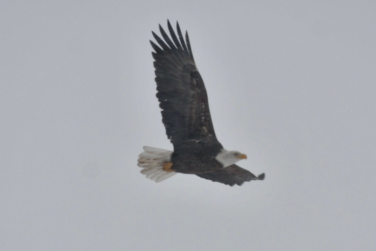dsc-1871.jpg Minnesota snowstorm: March 5, 2025