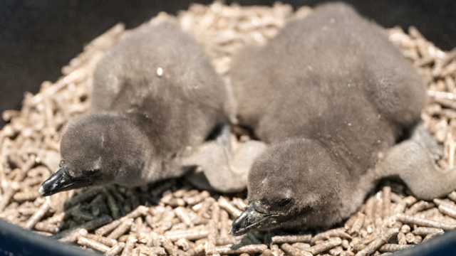 kdka-national-aviary-african-penguin-chicks.png 