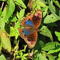 22% of butterflies in U.S. disappeared in 2 decades, study finds