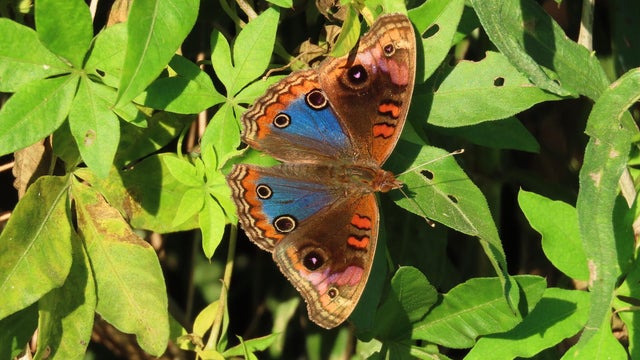 junonia-genoveva-nicolas-montano-rasch.jpg