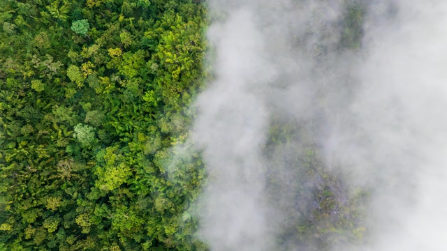 Tropical forests can absorb large amounts of carbon dioxide from the atmosphere. 
