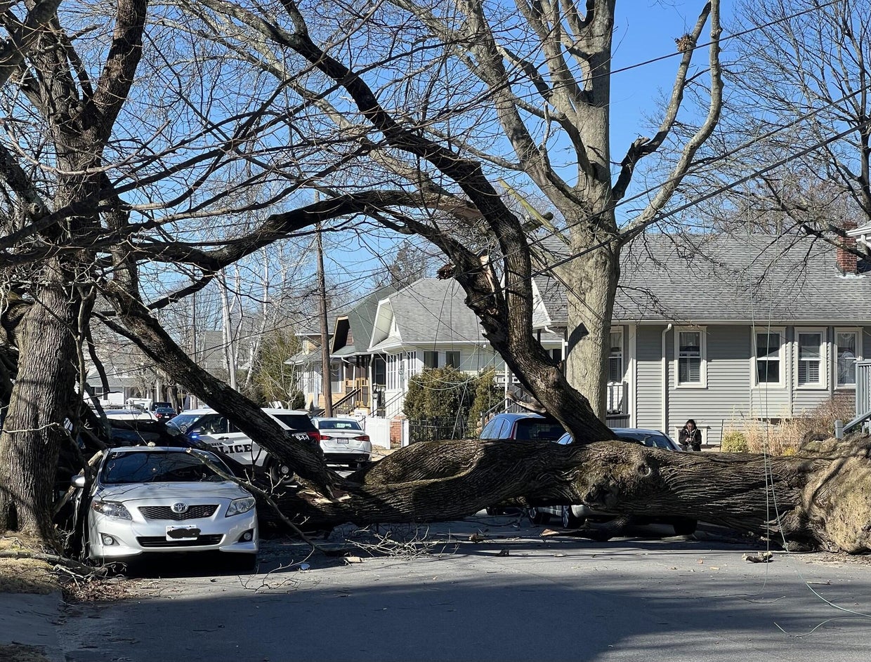 fairhaven-tree.jpg 