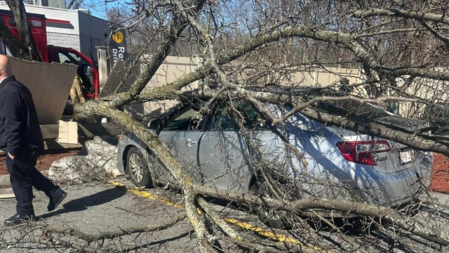 oxford-tree-on-car.jpg 