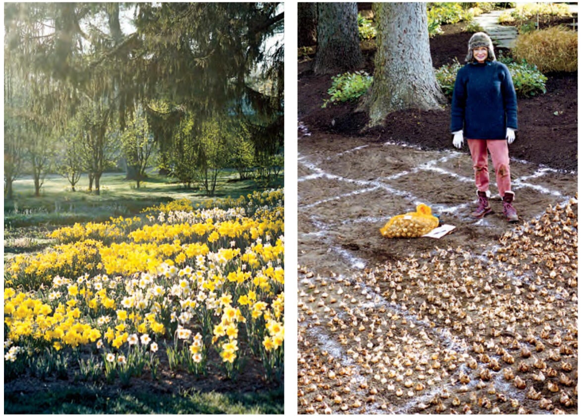 daffodils-from-martha-stewart-gardening-handbook-harvest.jpg