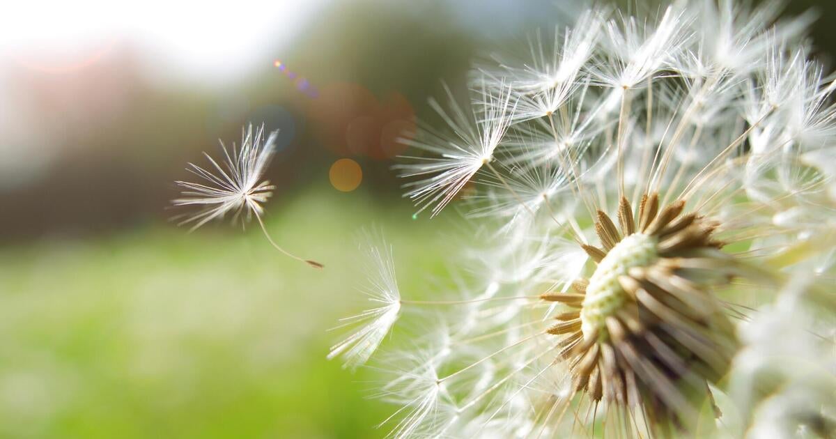 Expert on how climate change could make allergy season longer and more severe