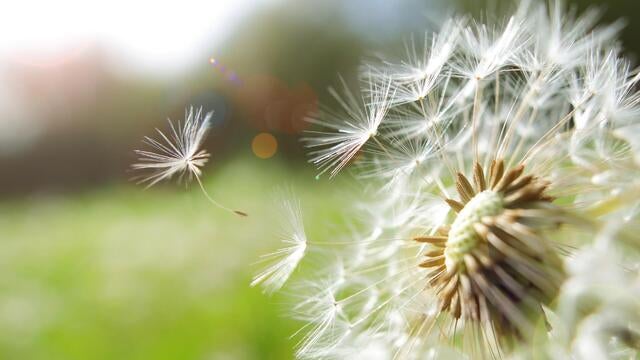 Seed coming away from dandelion 