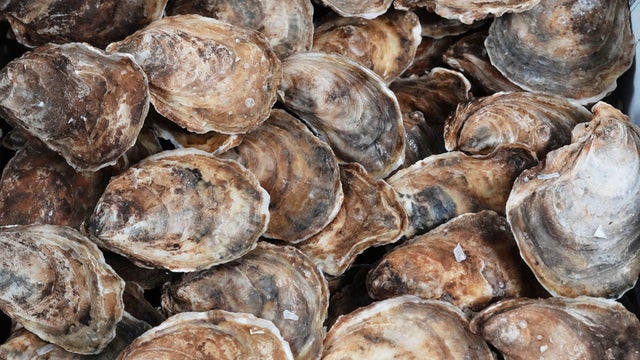Small Business Tariffs Pricier Oysters 