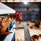 In bird flu fight, USDA almost doubling the $1.1 billion already spent